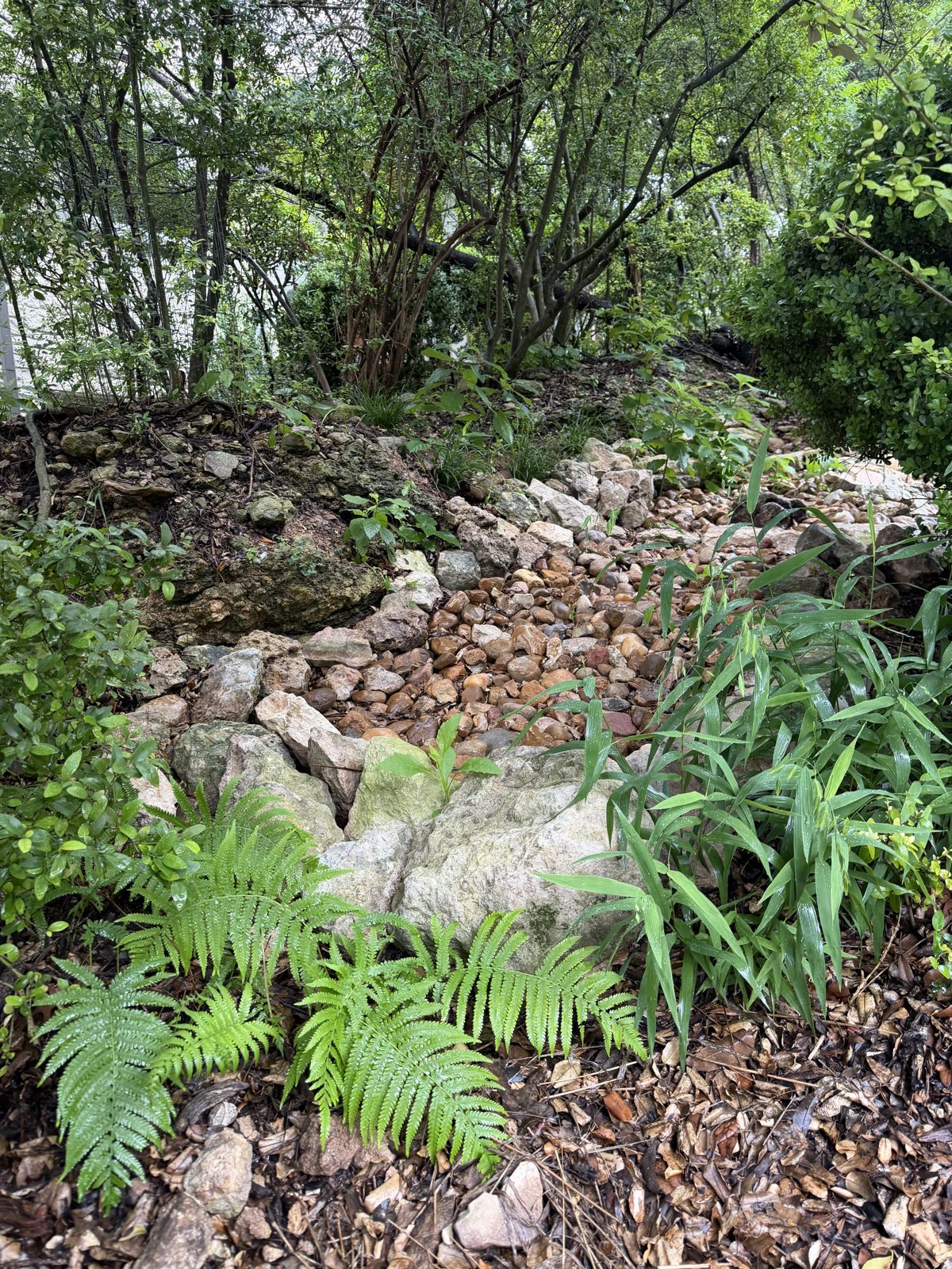 Dry creek bed with native stone and ferns for erosion control