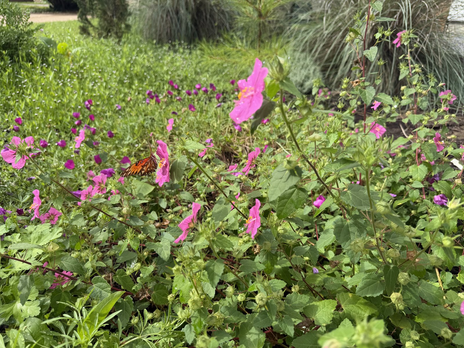 Flowering native groundcover with pink winecups replacing a conventional lawn