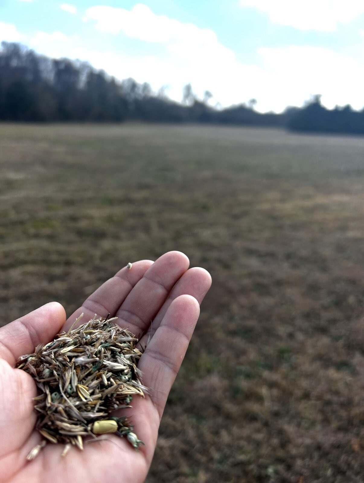 A handful of native seeds held over a Central Texas field