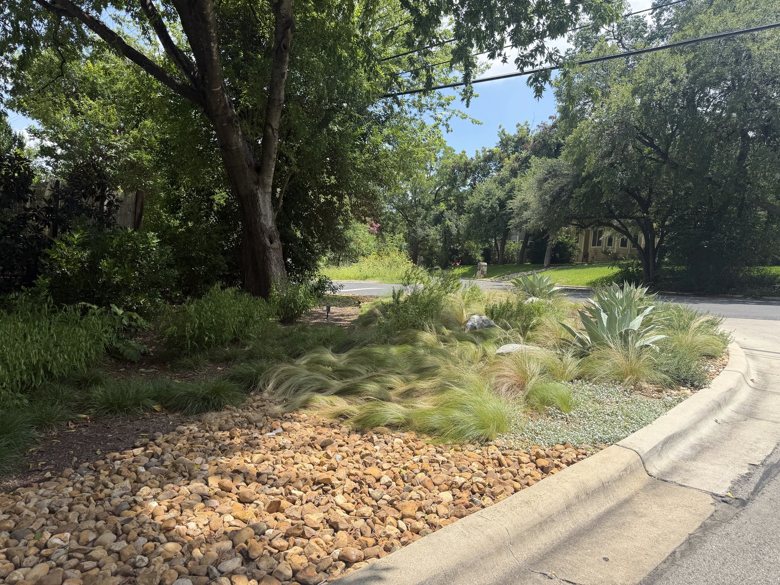 Maintained native curbside bed with bunch grasses, agaves, and river rock