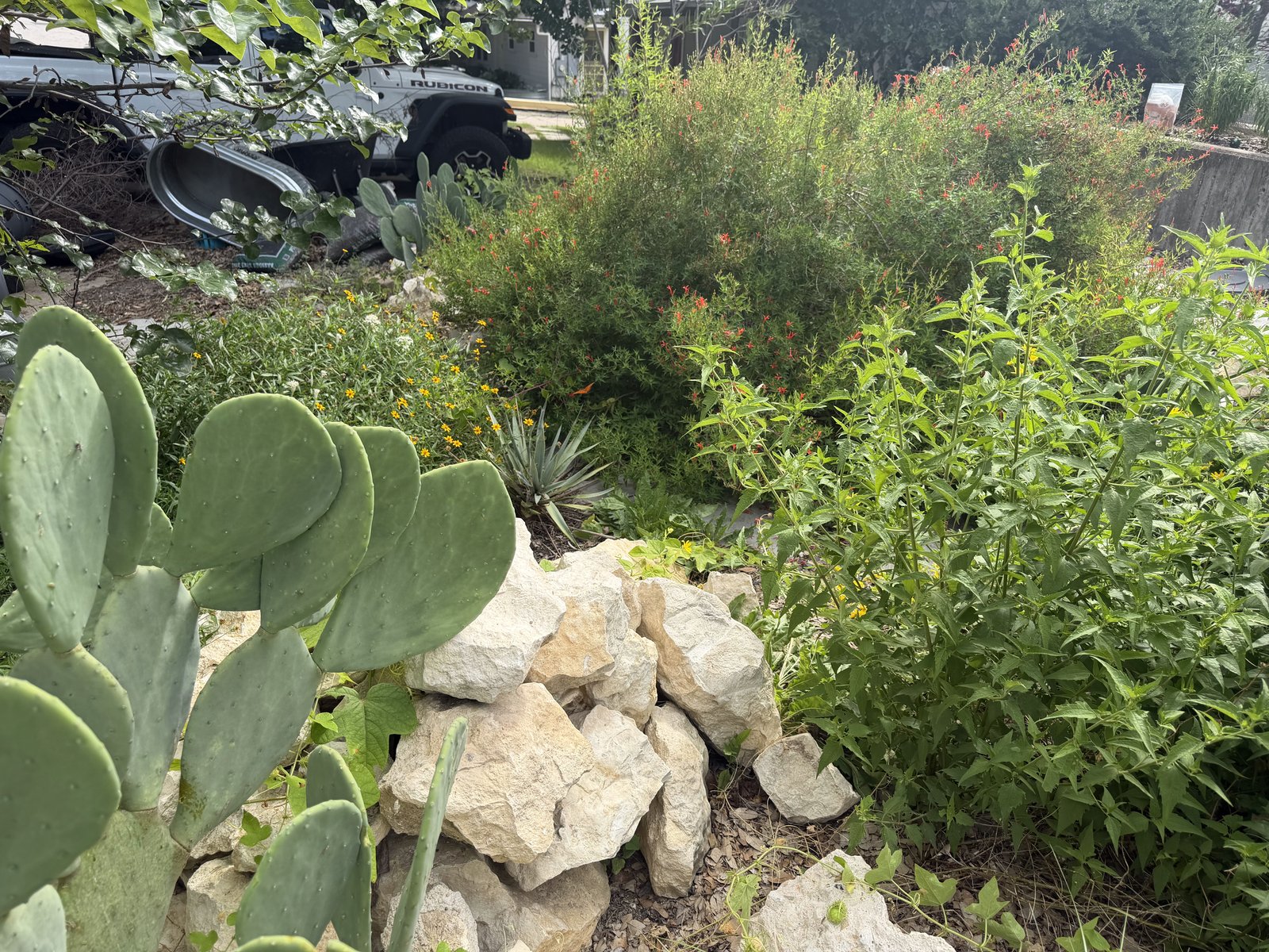 Layered native garden with prickly pear, boulders, and flame acanthus in bloom