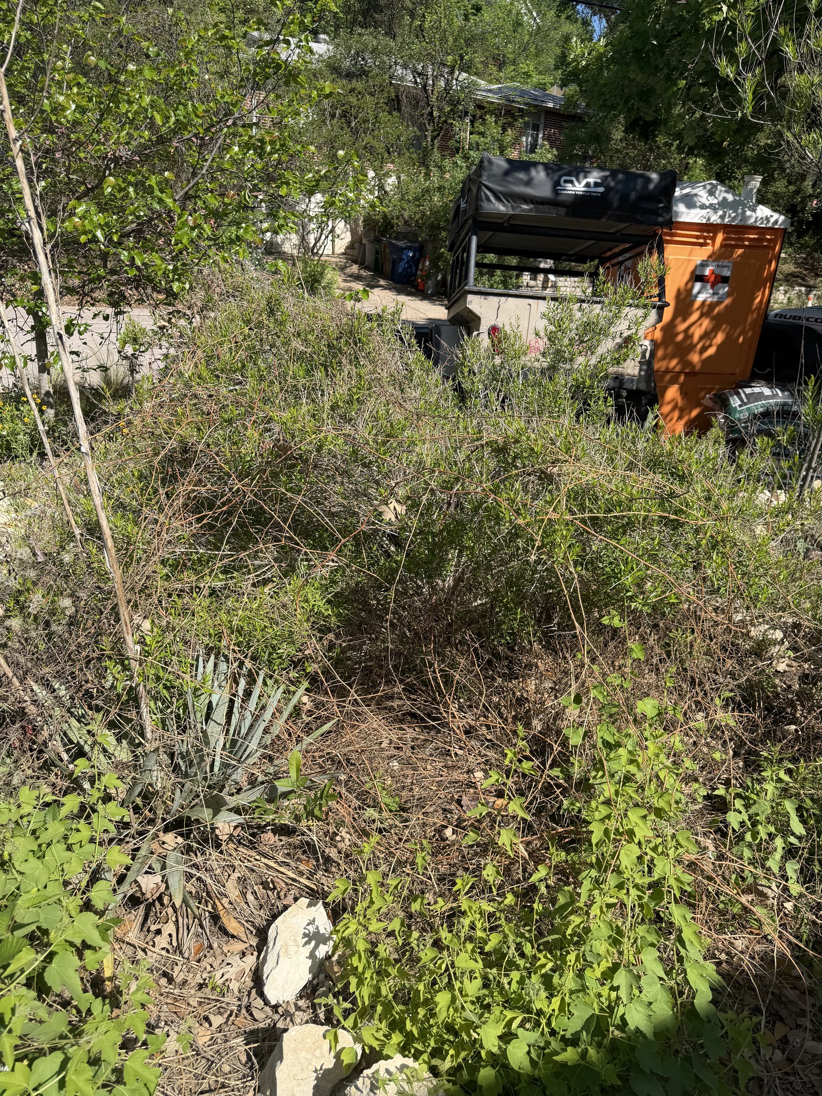 Overgrown slope choked with brush and invasive growth before restoration