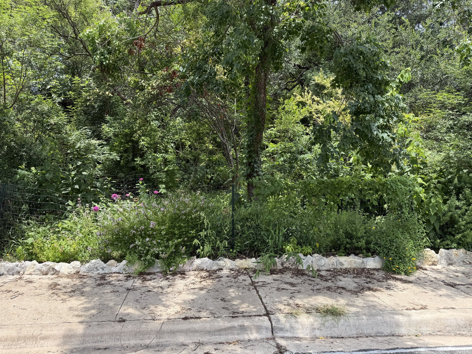 Lush curbside native garden in full growth with wildflowers along a stone border